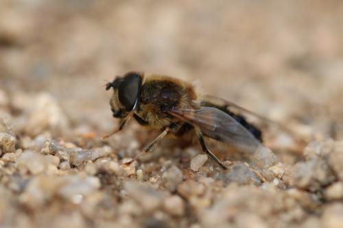 Eristalis pertinax